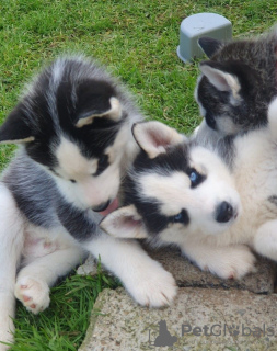 Additional photos: Siberian Husky-Welpen verfügbar