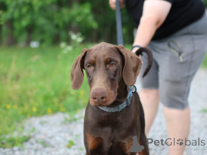 Photo №2 to announcement № 151348 for the sale of dobermann - buy in Germany from nursery
