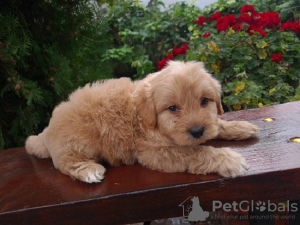 Photo №2 to announcement № 74978 for the sale of golden retriever - buy in Serbia breeder