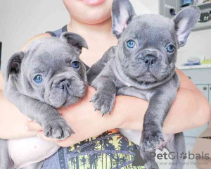 Photo №1. french bulldog - for sale in the city of Leeuwarden | negotiated | Announcement № 99800