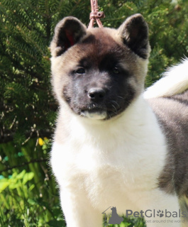 Photo №1. american akita - for sale in the city of Москва | negotiated | Announcement № 103374