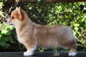 Photo №1. welsh corgi - for sale in the city of Taganrog | Is free | Announcement № 121536