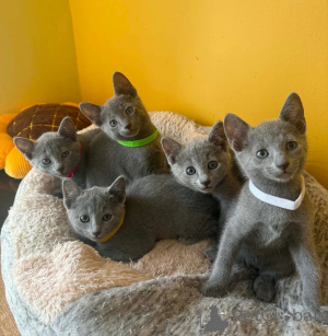 Photo №1. russian blue - for sale in the city of Celle | 465$ | Announcement № 173924
