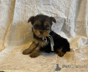 Photo №3. Yorkie Puppies. Germany