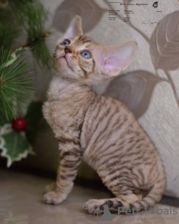 Photo №2 to announcement № 11931 for the sale of devon rex - buy in Russian Federation from nursery, breeder