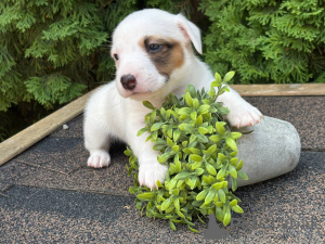 Photo №2 to announcement № 147827 for the sale of jack russell terrier - buy in Russian Federation private announcement