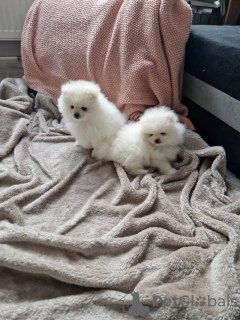 Photo №4. I will sell pomeranian in the city of Potsdam. private announcement - price - 380$