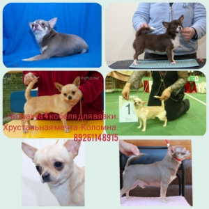 Photo №1. Mating service - breed: chihuahua. Price - 67$