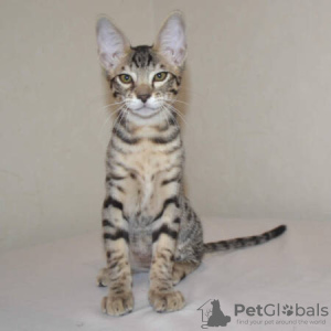 Photo №2 to announcement № 97314 for the sale of savannah cat - buy in Germany private announcement, breeder