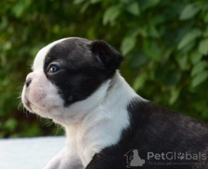 Photo №4. I will sell boston terrier in the city of Belgrade. breeder - price - negotiated