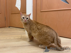 Additional photos: A wonderful young cat Fox is looking for a home and a loving family!