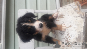 Photo №1. bernese mountain dog - for sale in the city of Minsk | 240$ | Announcement № 23175