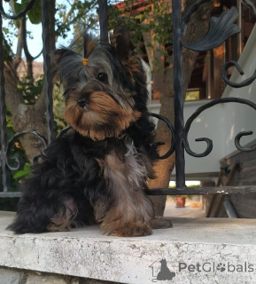 Photo №1. yorkshire terrier - for sale in the city of Balykesir | 400$ | Announcement № 159184