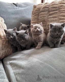 Photo №1. british shorthair - for sale in the city of Höfn | 516$ | Announcement № 177952