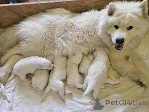 Photo №4. I will sell samoyed dog in the city of Wadowice. breeder - price - negotiated