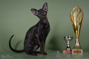 Photo №1. oriental shorthair - for sale in the city of Катлакалнс | 1268$ | Announcement № 51505