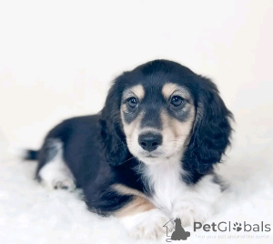 Photo №1. dachshund - for sale in the city of Berlin | 471$ | Announcement № 137984