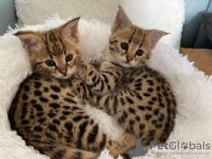 Photo №1. savannah cat - for sale in the city of Fruktove | 211$ | Announcement № 105509