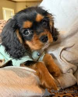 Photo №3. Cavalier King Charles Spaniel-puppy's te koop. Belgium