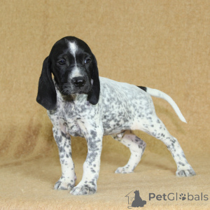 Photo №1. non-pedigree dogs - for sale in the city of Reims | 894$ | Announcement № 144946