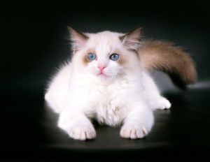 Photo №1. ragdoll - for sale in the city of Samara | Negotiated | Announcement № 2552