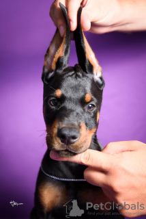 Additional photos: Doberman puppies