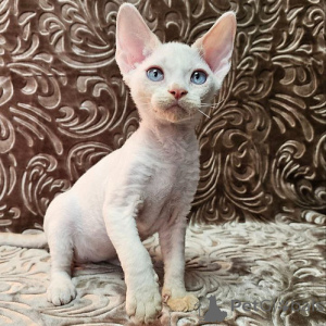 Photo №1. devon rex - for sale in the city of Hannover | 258$ | Announcement № 156670