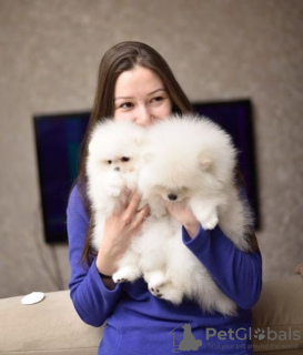 Photo №3. Pomeranian spitz puppies. Netherlands