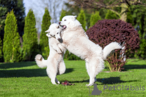 Photo №4. I will sell alaskan malamute in the city of Реда. from nursery - price - 1040$
