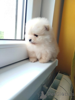 Photo №2 to announcement № 138927 for the sale of pomeranian - buy in Serbia breeder