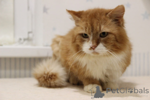 Photo №4. I will sell  in the city of Minsk. from the shelter - price - Is free