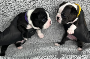 Photo №1. boston terrier - for sale in the city of Greven | 329$ | Announcement № 153761