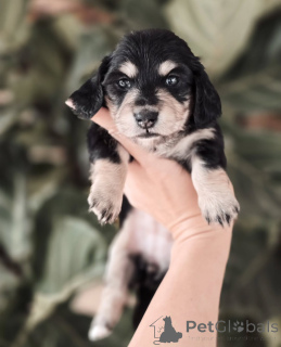 Photo №2 to announcement № 155447 for the sale of dachshund - buy in Ireland private announcement