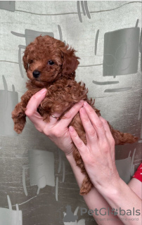 Photo №4. I will sell poodle (toy) in the city of Korolev. private announcement - price - 1562$