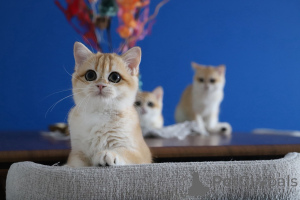 Photo №1. british shorthair - for sale in the city of Istanbul | 2000$ | Announcement № 153755