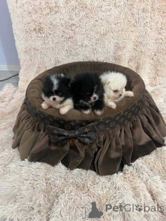Photo №1. pomeranian - for sale in the city of Helsinki | 500$ | Announcement № 174505