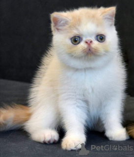 Photo №2 to announcement № 113691 for the sale of exotic shorthair - buy in Belarus from nursery