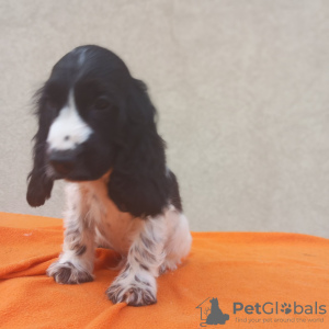 Additional photos: English Cocker Spaniel puppies