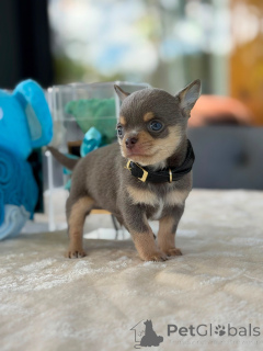 Photo №2 to announcement № 174829 for the sale of chihuahua - buy in Germany breeder