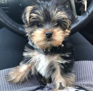 Photo №1. yorkshire terrier - for sale in the city of Helsinki | negotiated | Announcement № 108677