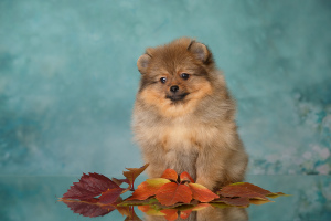 Photo №1. german spitz - for sale in the city of Saratov | 592$ | Announcement № 4060