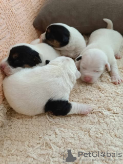 Additional photos: Jack Russell Terriers