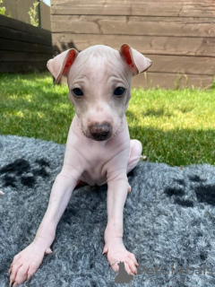 Photo №1. american hairless terrier, mexican hairless dog - for sale in the city of Aarau | negotiated | Announcement № 81506