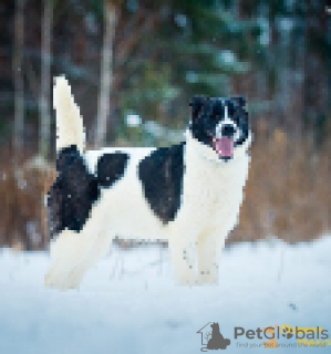 Photo №1. non-pedigree dogs - for sale in the city of Москва | Is free | Announcement № 8306