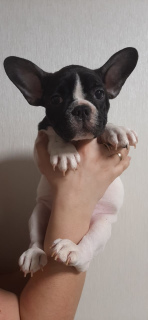 Photo №4. I will sell french bulldog in the city of Kreminna. private announcement - price - 204$