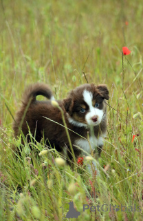Photo №3. Miniature American Shepherd (MAS) puppy. Poland