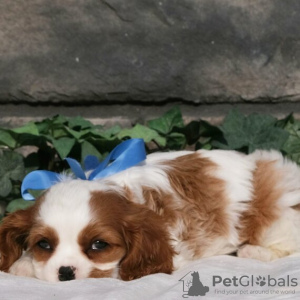 Photo №1. cavalier king charles spaniel - for sale in the city of Brasília | 250$ | Announcement № 45716