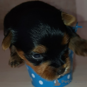 Photo №4. I will sell yorkshire terrier in the city of Kiev. from nursery - price - 500$