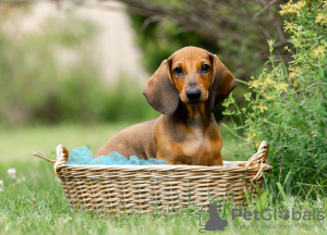 Additional photos: Standard dachshund puppies