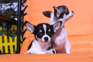 Photo №3. Chihuahua puppies. Russian Federation